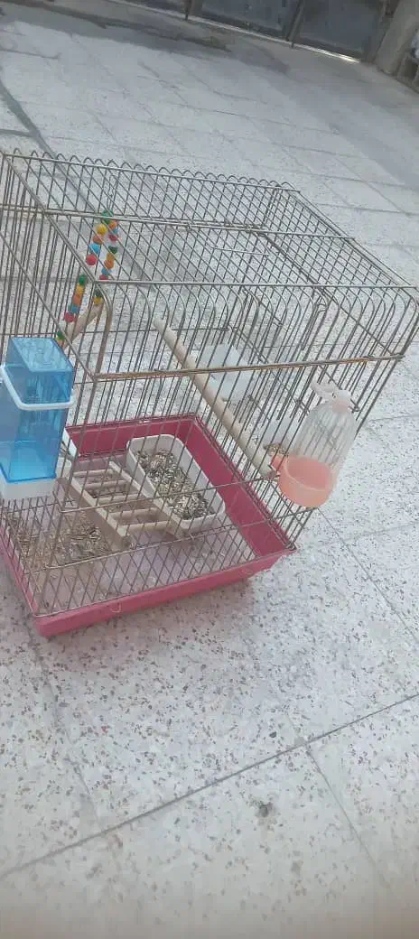 قفس عروس هلندی|لوازم جانبی حیوانات|شیراز, کوشک میدان|دیوار