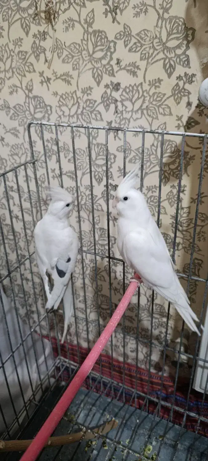 عروس هلندی|پرنده|گلبهار, شهر جدید گلبهار|دیوار