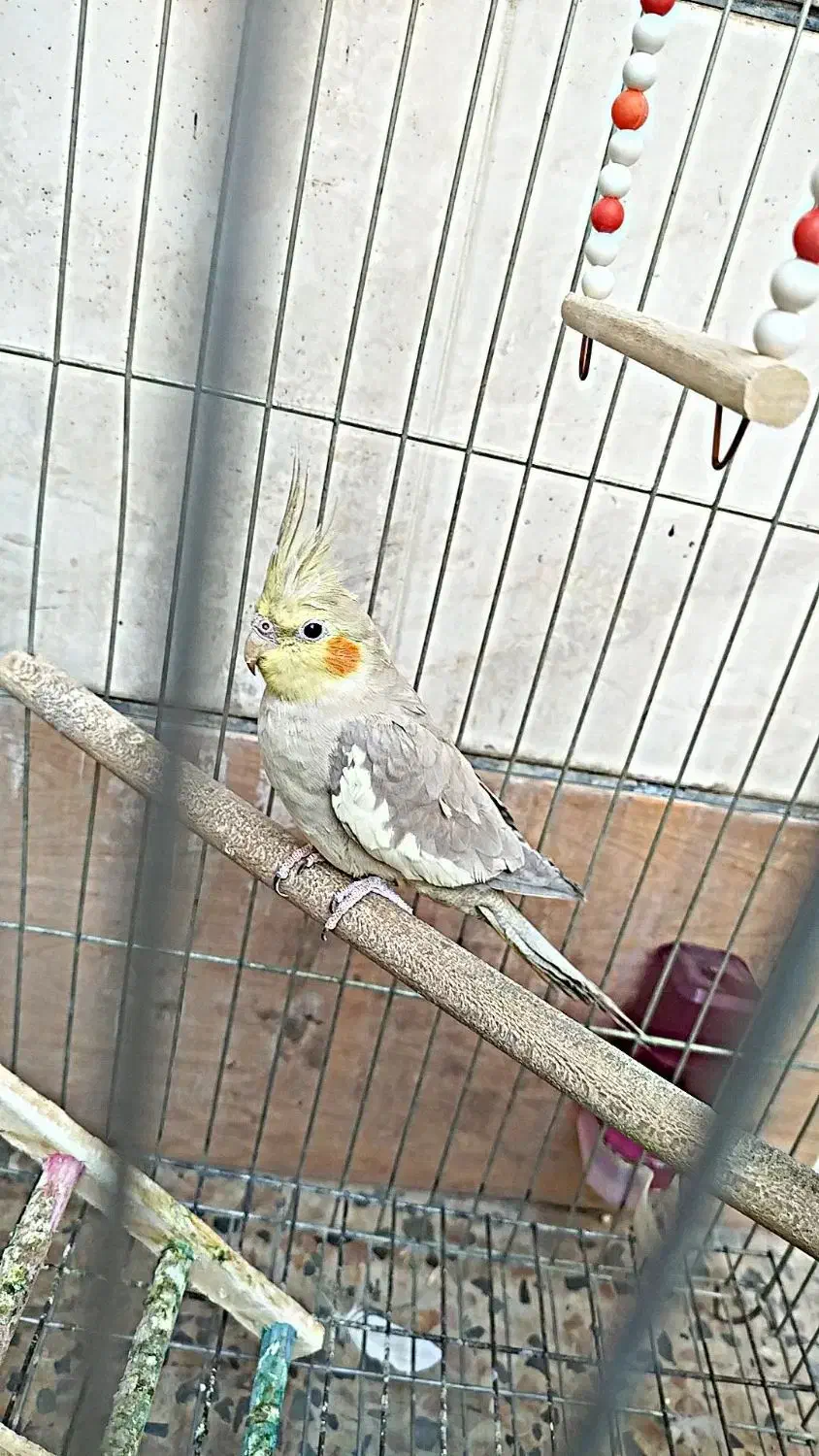 عروس هلندی نر و ماده|پرنده|خرمآباد, |دیوار