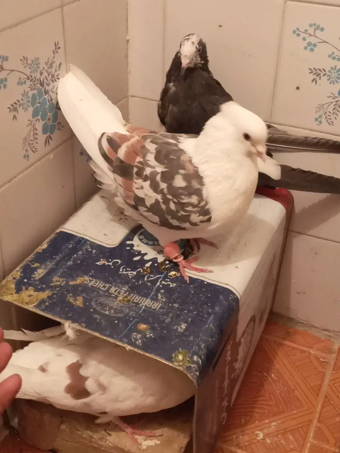 کفتر|پرنده|بروجرد, |دیوار