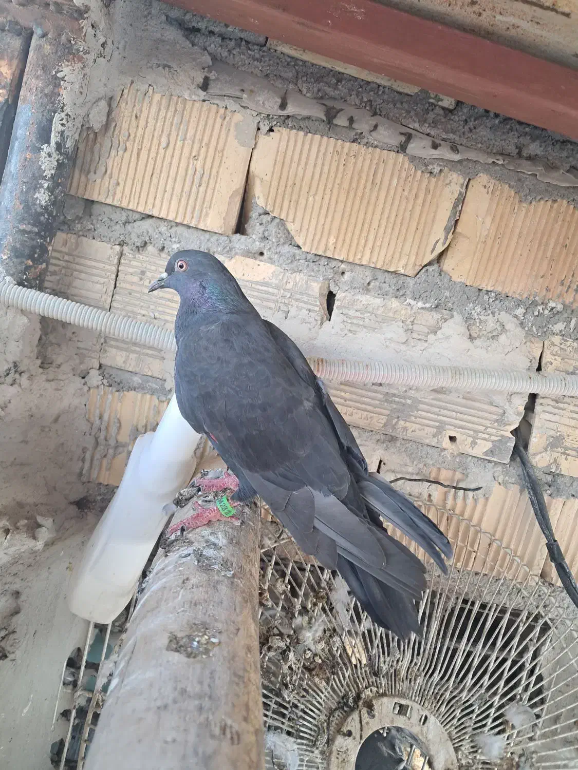 لوت و گرگی سبز|پرنده|بندر ماهشهر, |دیوار