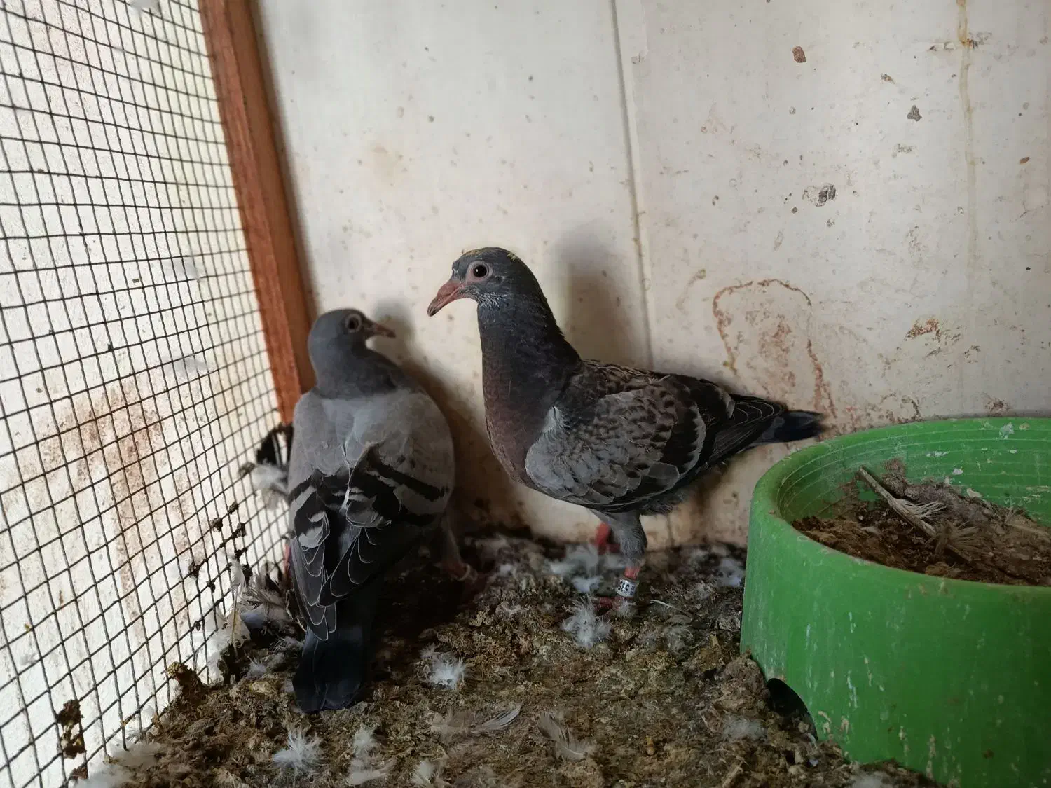 جوجه پلاکی کبوتر|پرنده|سعدآباد, |دیوار