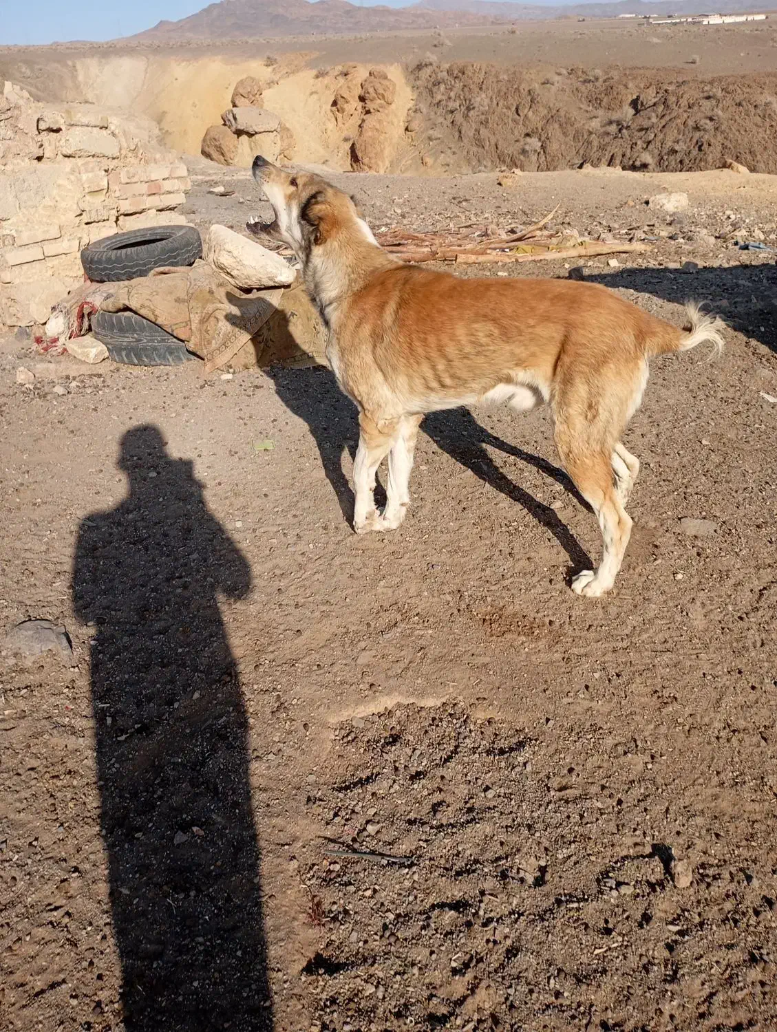 یک سگ گله ای|سگ|سمنان, |دیوار