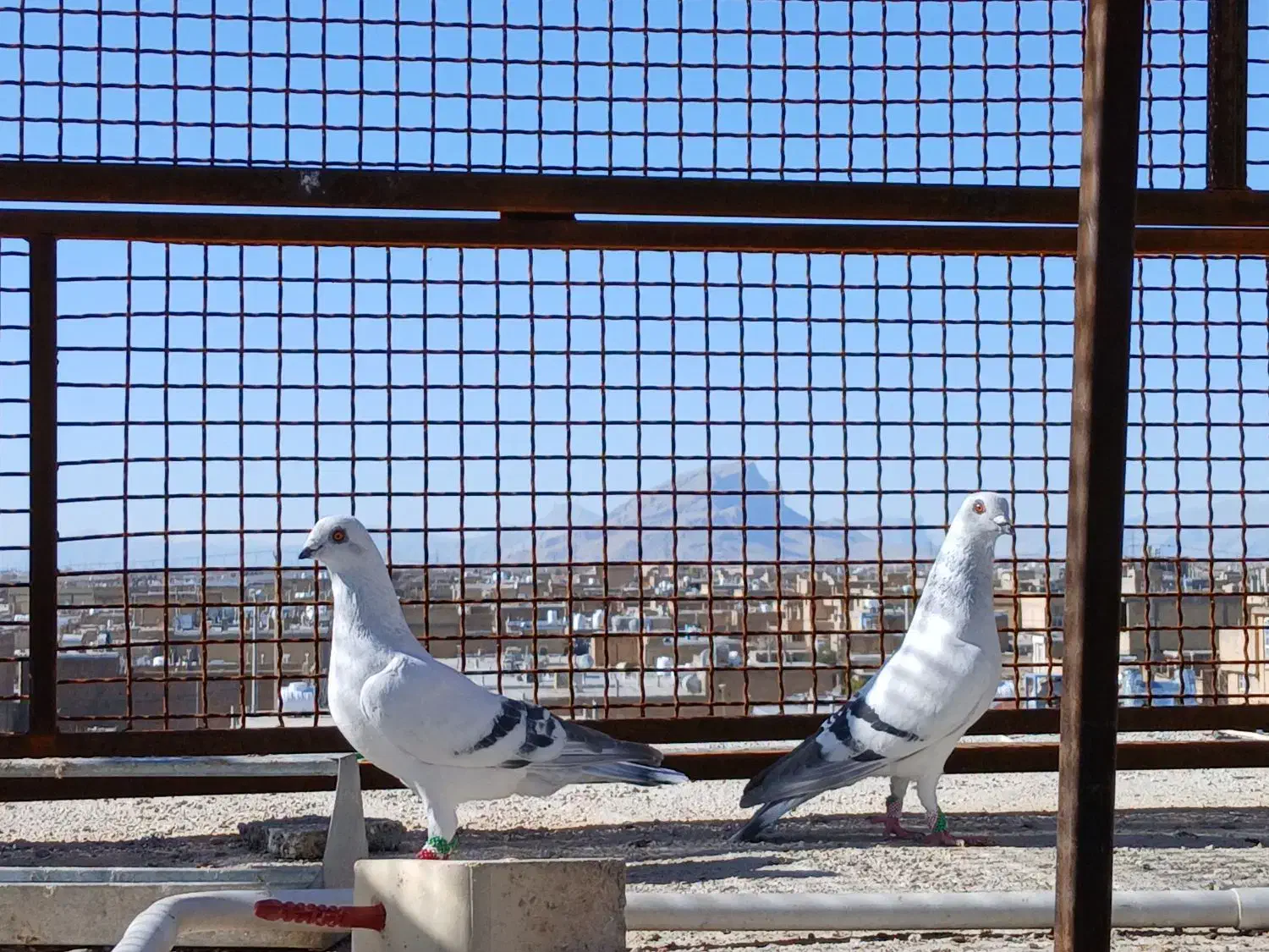 کفتر شامی|پرنده|مرودشت, تامین اجتماعی‎|دیوار