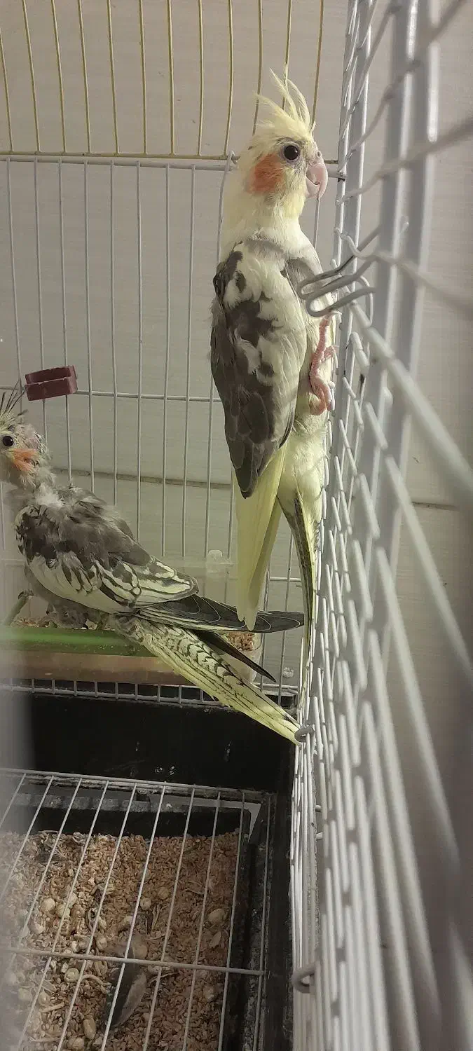 عروس هلندی|پرنده|یزد, |دیوار