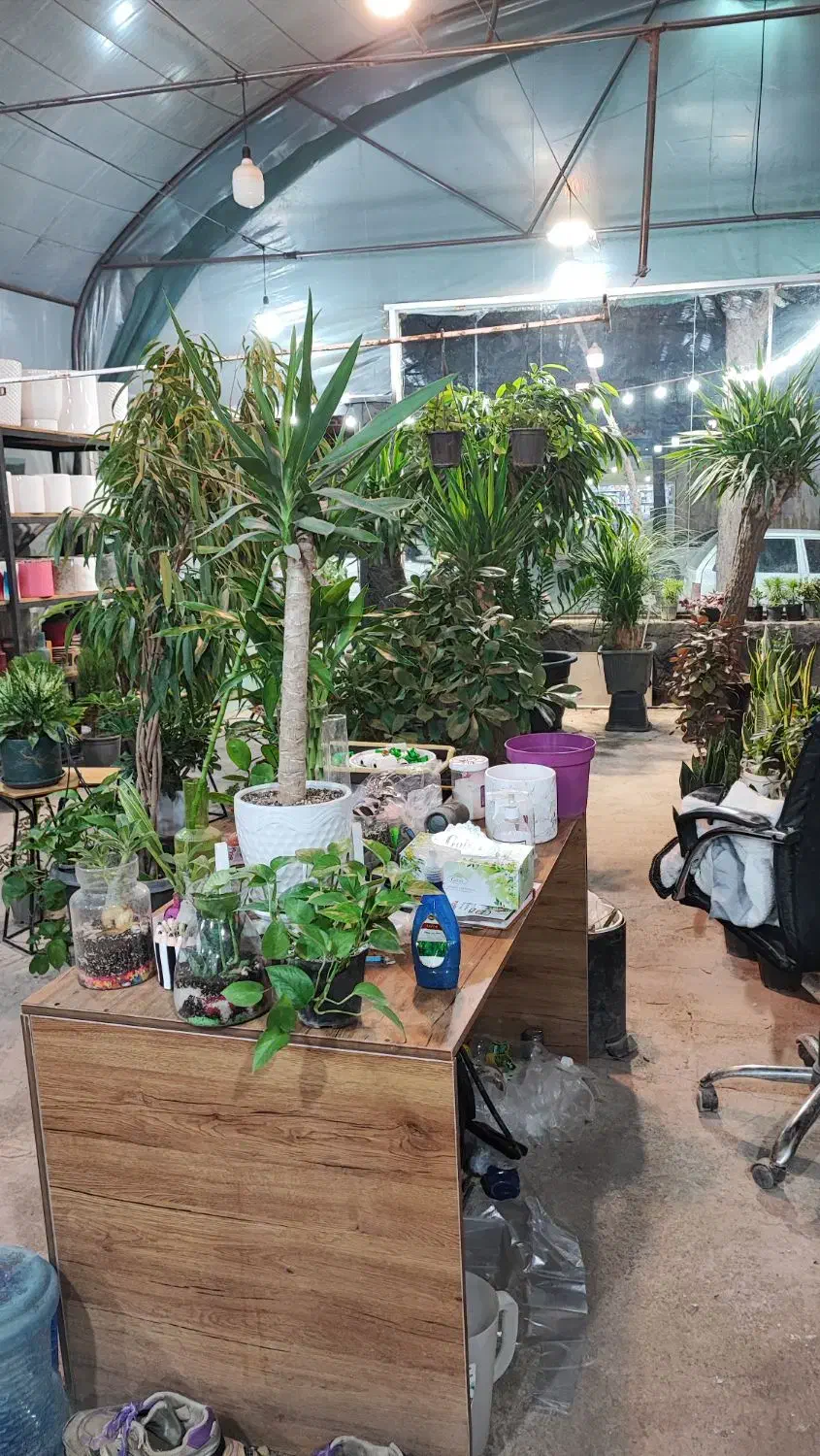 اجاره گلخانه یا واگذاری کامل|اجارهٔ دفتر صنعتی، کشاورزی، تجاری|سیرجان, |دیوار