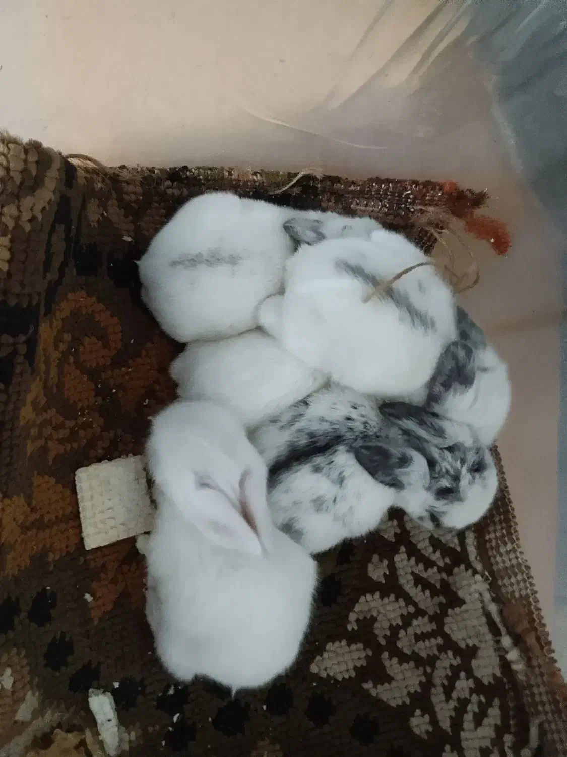 بچهخرگوشهنوزشیرمیخورن|موش و خرگوش|رشت, شهرک صبا|دیوار