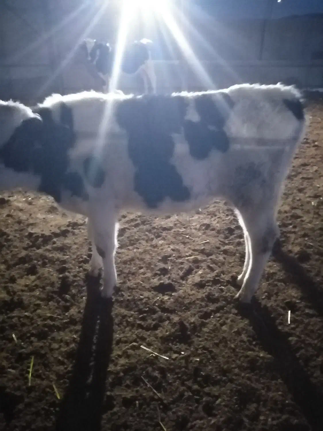 گوساله نر|حیوانات مزرعه|مود, |دیوار