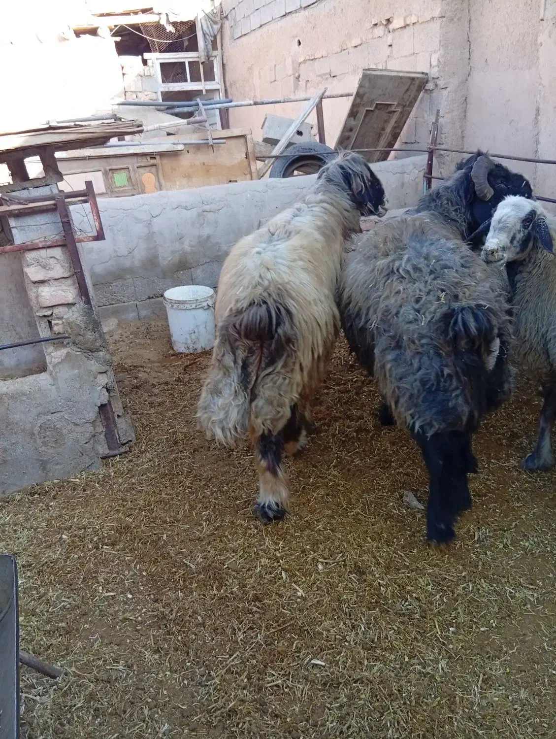 قوچ داشتی|حیوانات مزرعه|شهرضا, |دیوار