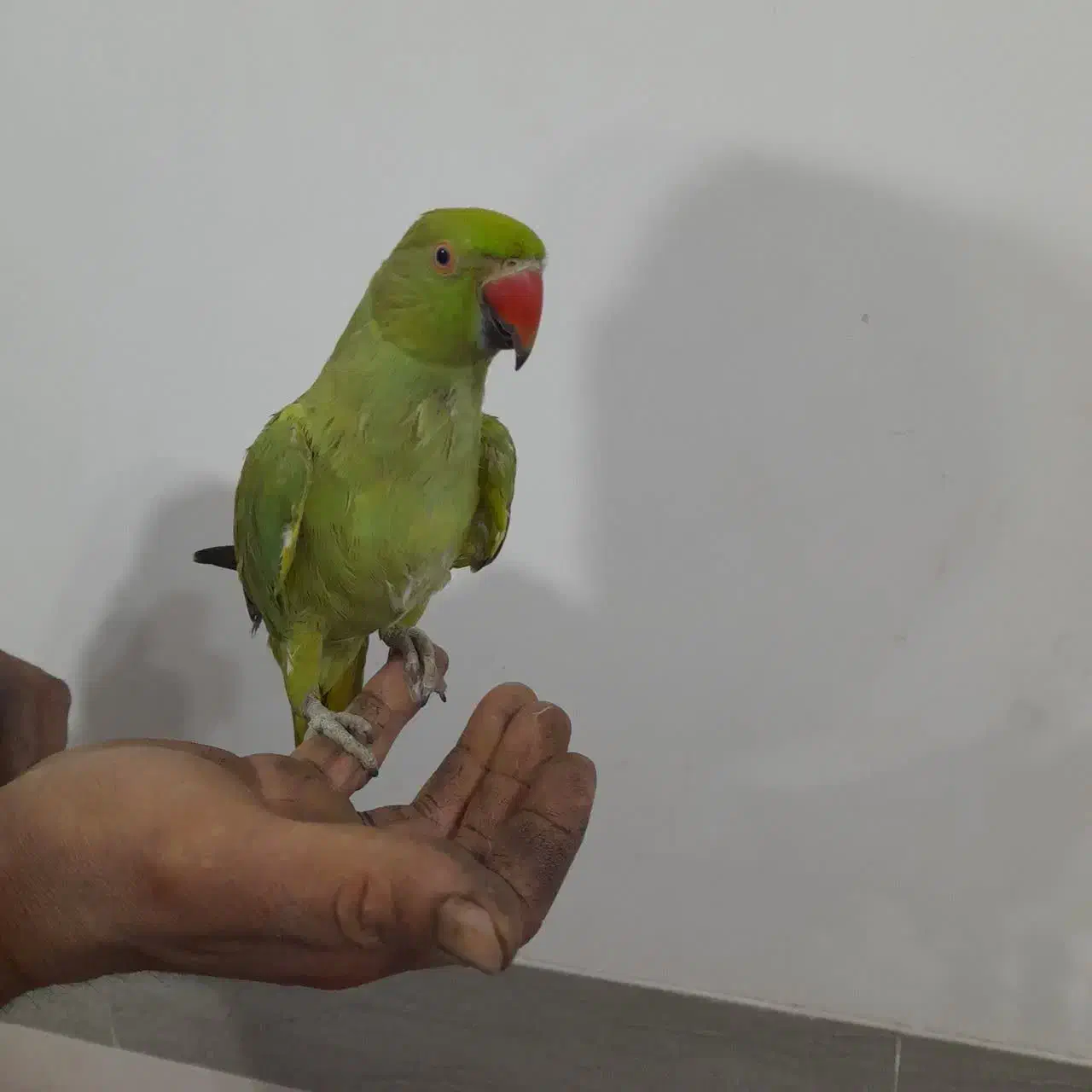 سلام طوطی دستی|پرنده|نجف‌آباد, ویلاشهر|دیوار