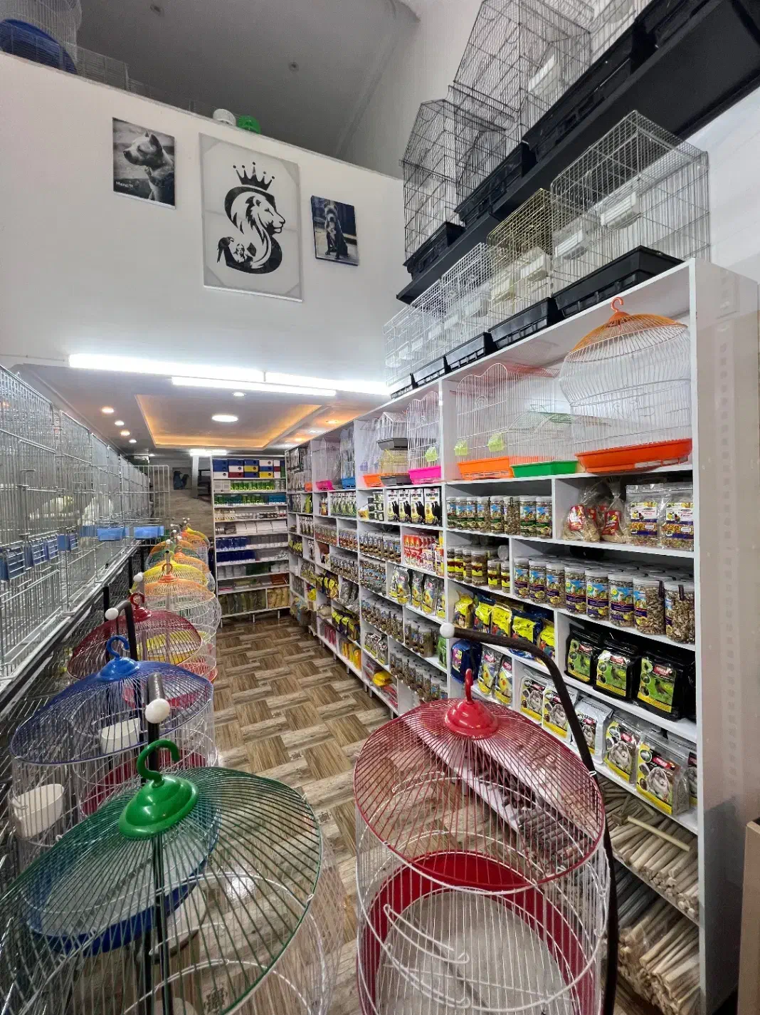 پت شاپ طوطی سانان (پرنده فروشی)|لوازم جانبی حیوانات|بابل, |دیوار