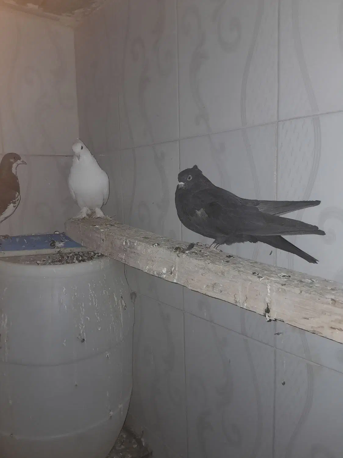 باسلام 6عددکبوترخوب زیرقیمت|پرنده|شیراز, گویم|دیوار