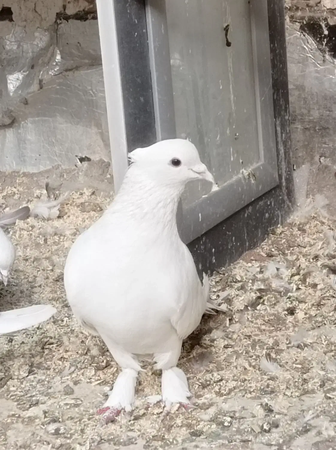 کورچین|پرنده|خرمدره, |دیوار