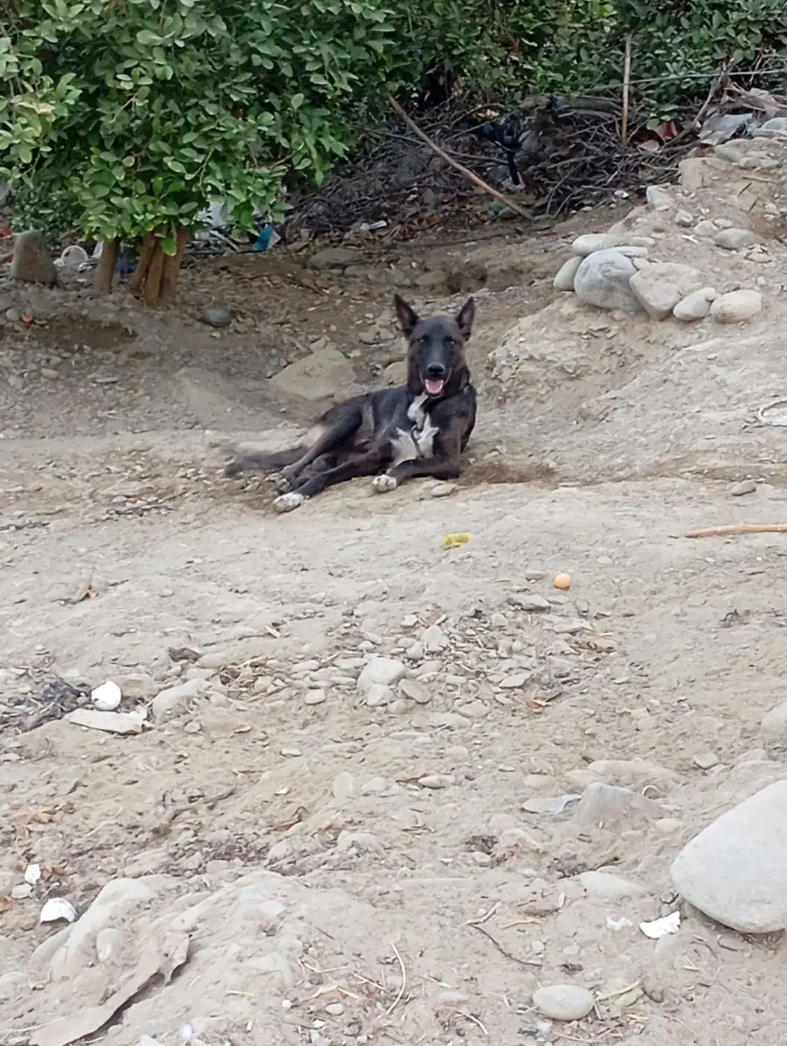 سگ نر دورگ|سگ|جاسک, |دیوار