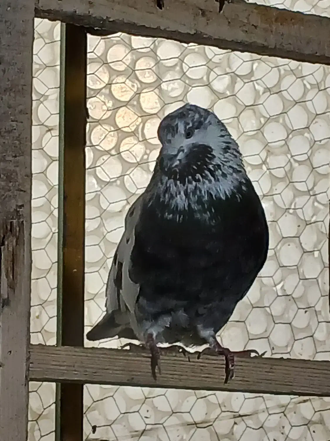 حیوان پرشی|پرنده|گرگان, |دیوار