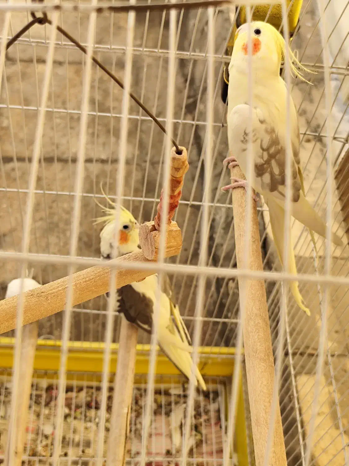 عروس هلندی جفت بالغ|پرنده|ری, ظهیرآباد|دیوار