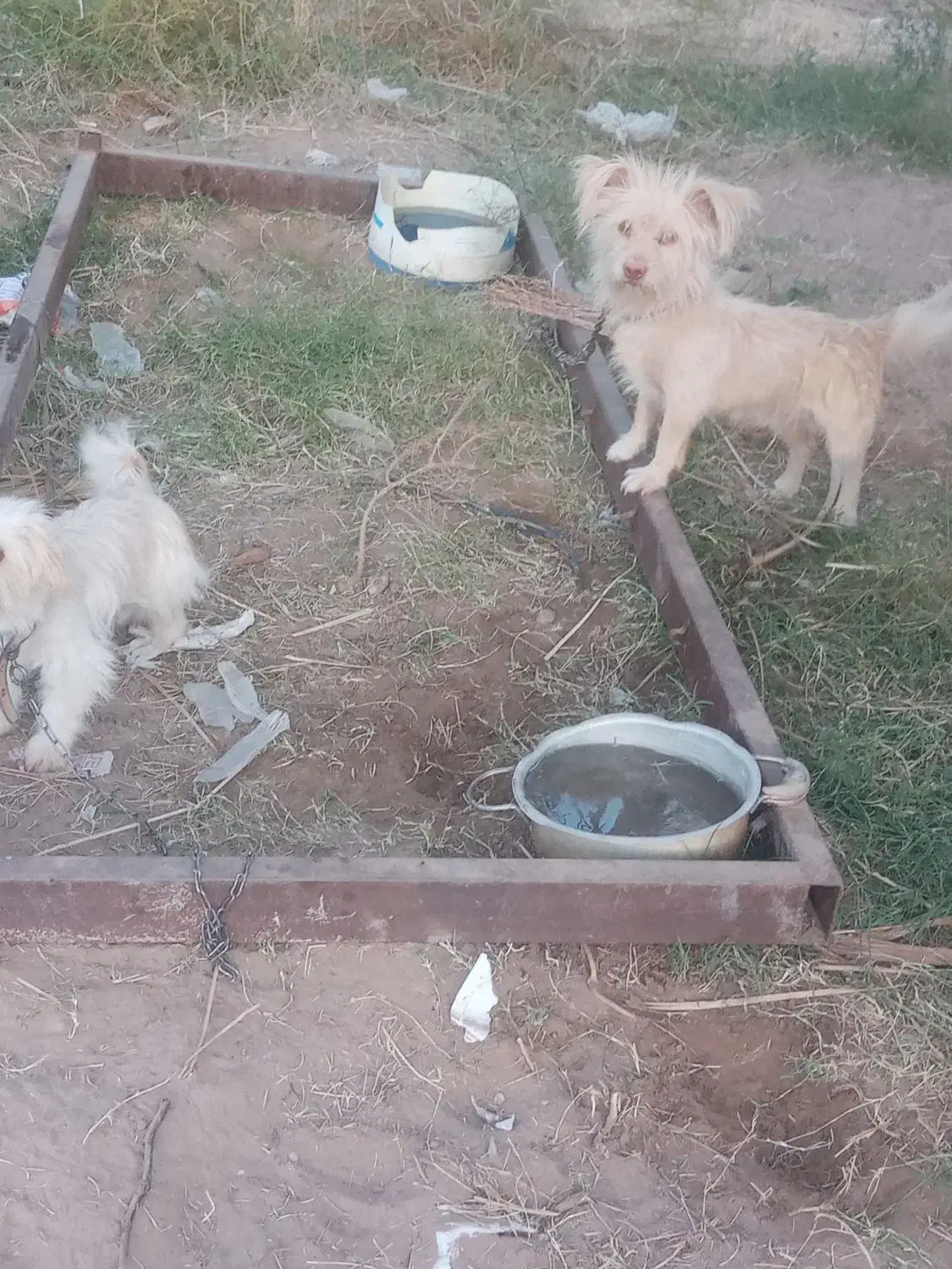 سگ پشمالو|سگ|ریگان, |دیوار