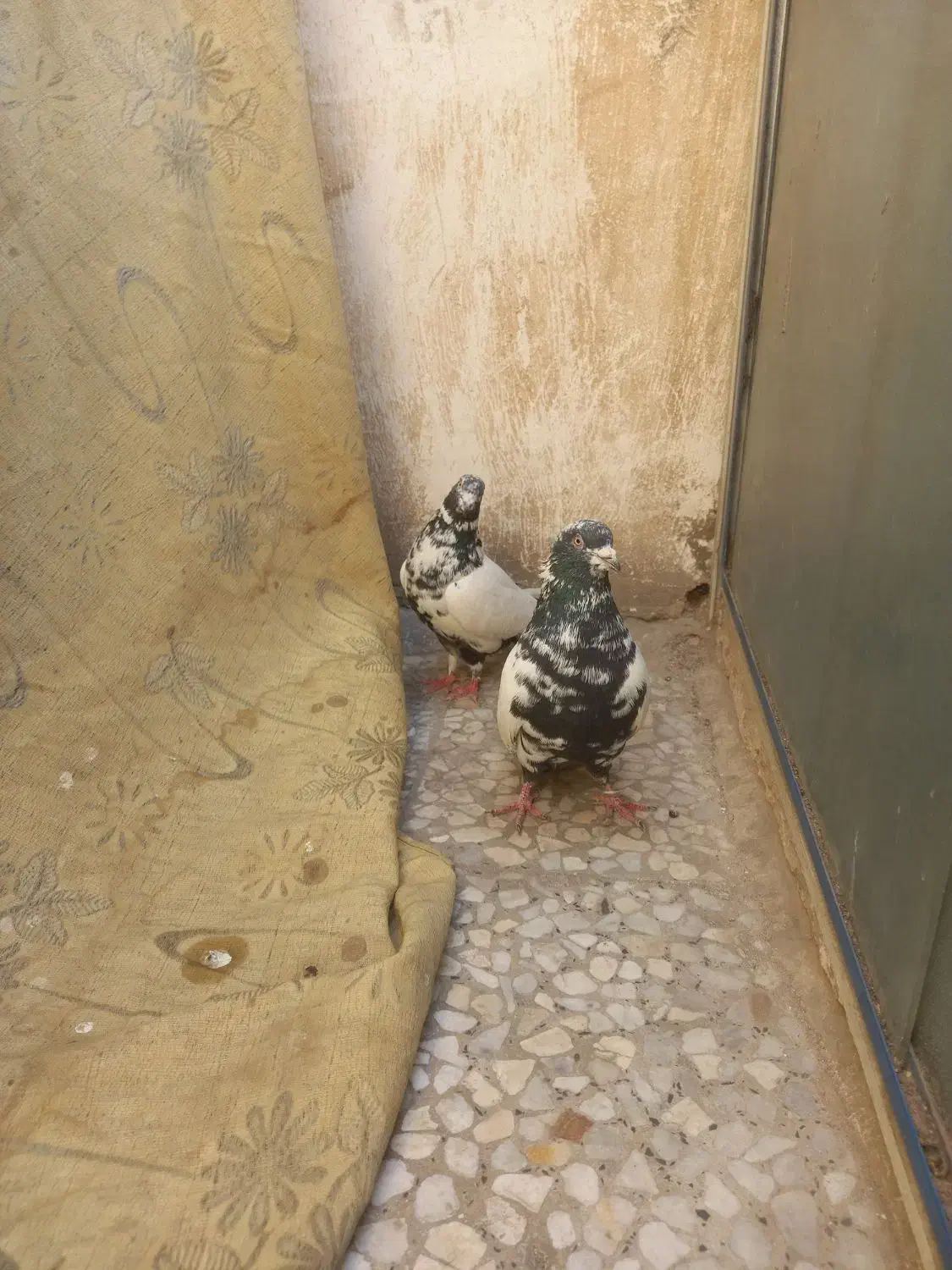 سینه دمسیاه زغالی عطیقه|پرنده|تهران, یافتآباد|دیوار