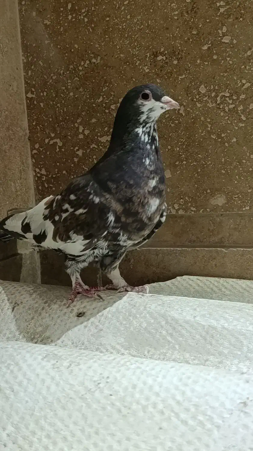 کبوتر شهری گلدار|پرنده|شیراز, شهرک مدرس|دیوار