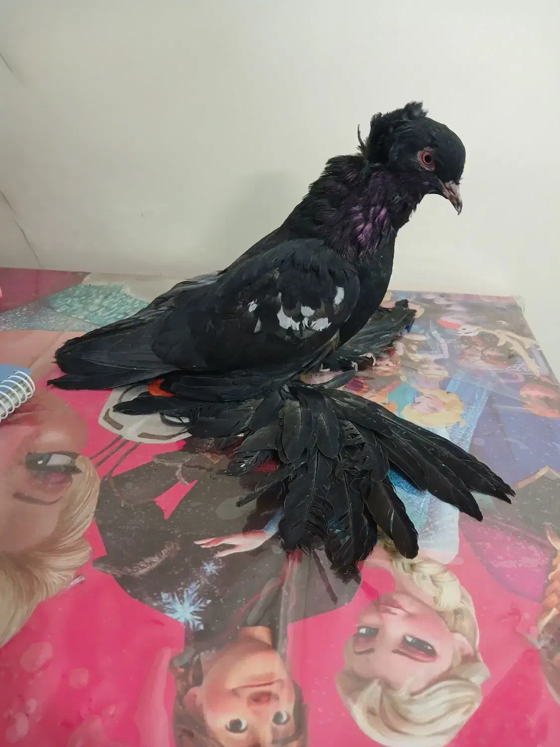 کفتر کاکلی پرپا (زینتی)|پرنده|تهران, جیحون|دیوار