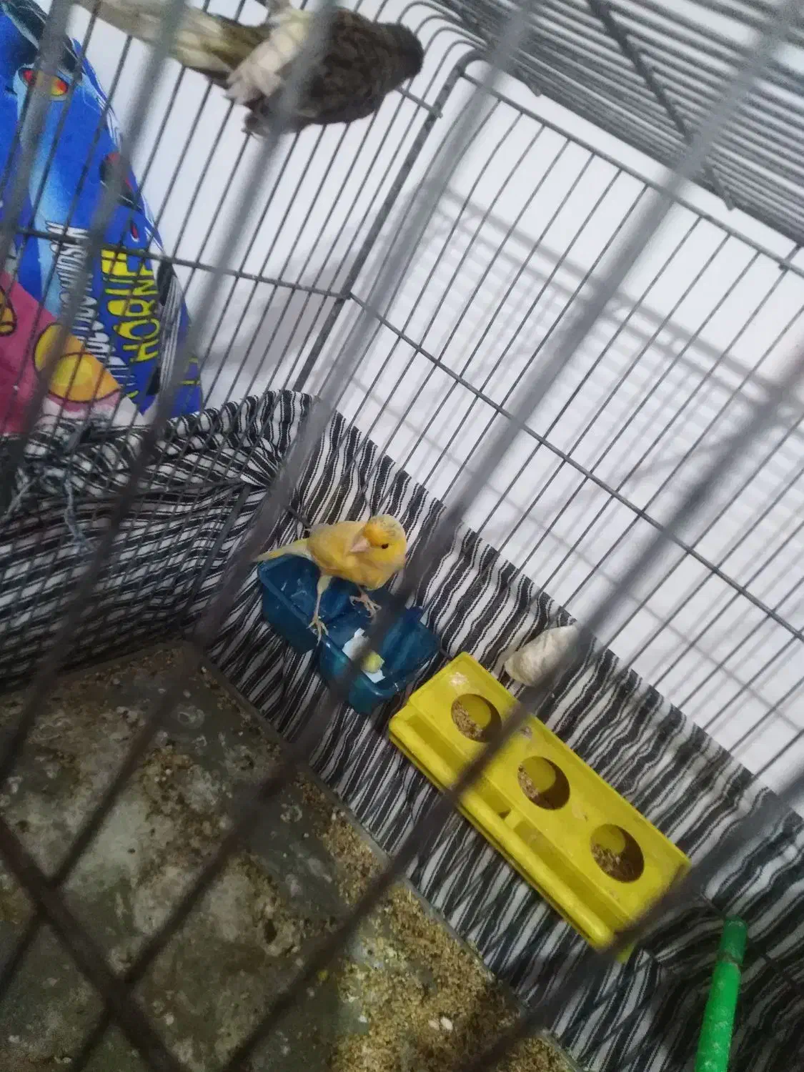 قناری جفت و تک مست|پرنده|بیرجند, |دیوار