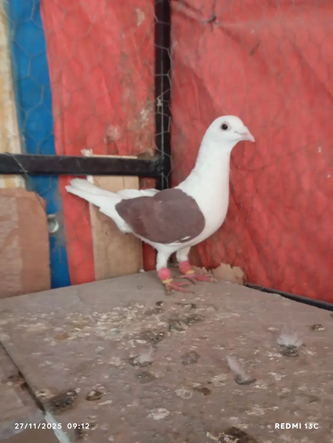 المانی|پرنده|الوند, |دیوار