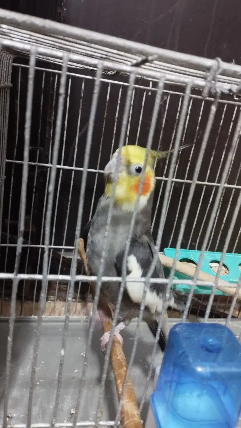 طوطی هلندی سخنگو|پرنده|رشت, حمیدیان|دیوار