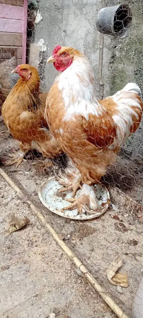 جوجه ویاندوت برهما لهستانی ایام سمانی مرغ و خروس|حیوانات مزرعه|رشت, گیل|دیوار