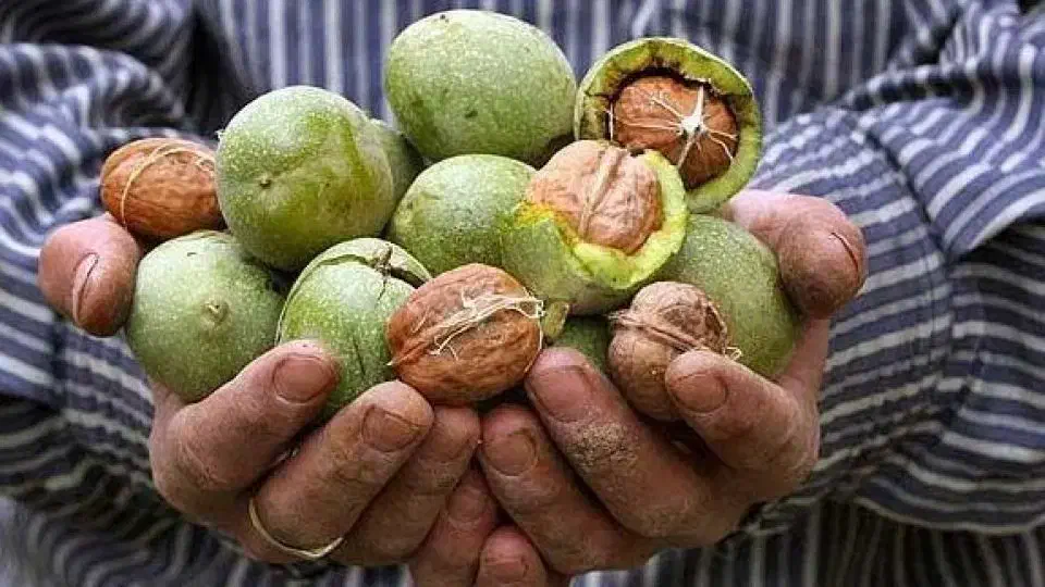 پیش فروش نهال گردو و بادام|خدمات باغبانی و درختکاری|دورود, |دیوار