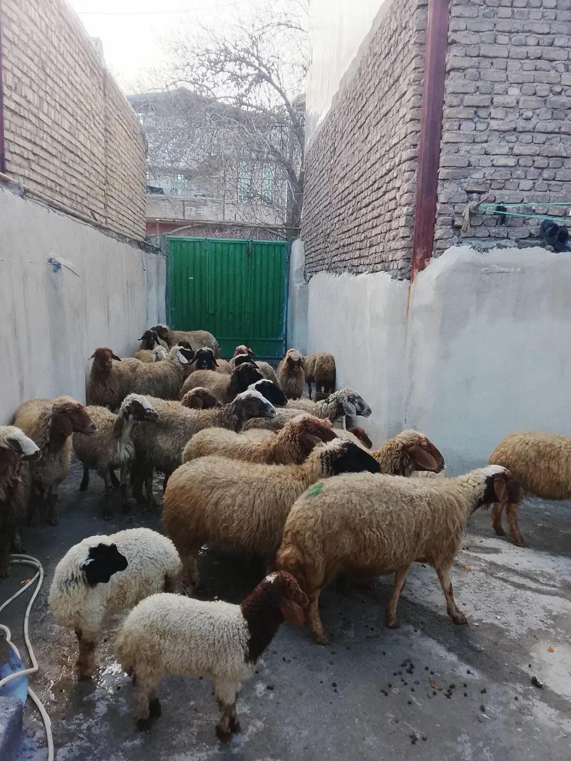 میش|حیوانات مزرعه|فیروزآباد (لرستان), |دیوار