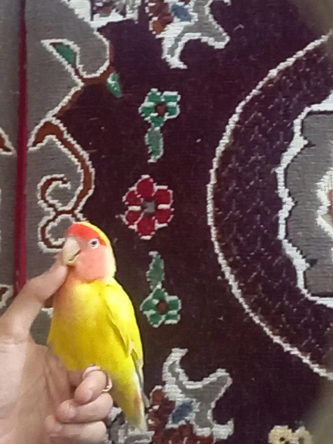 دوعددطوطی کوتوله برزیلی|پرنده|بم, |دیوار