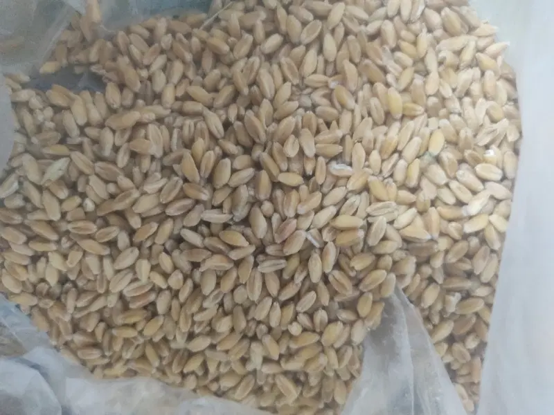 گندم|خوردنی و آشامیدنی|باوی, |دیوار