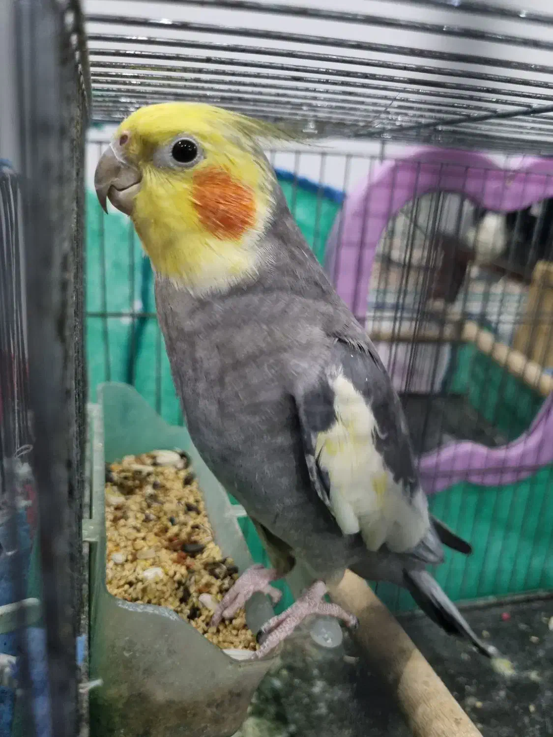 دو پرنده طوطی عروس سخنگو با قفس|پرنده|کوچصفهان, |دیوار