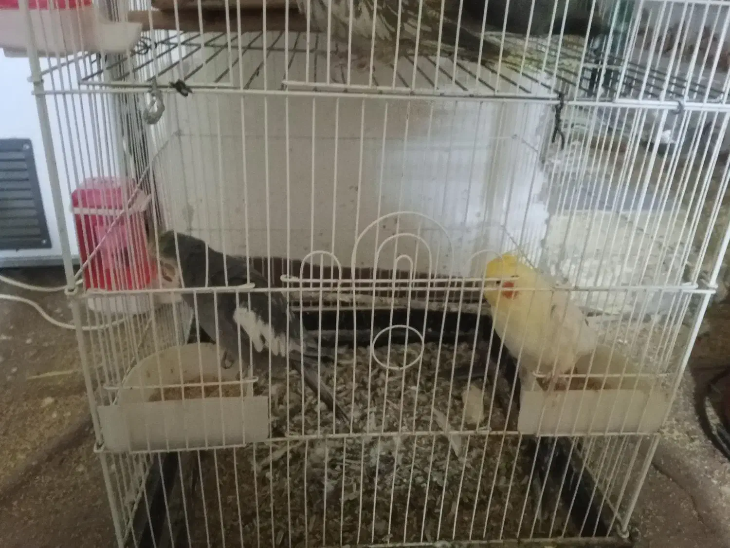 عروس هلندی|پرنده|داراب, |دیوار