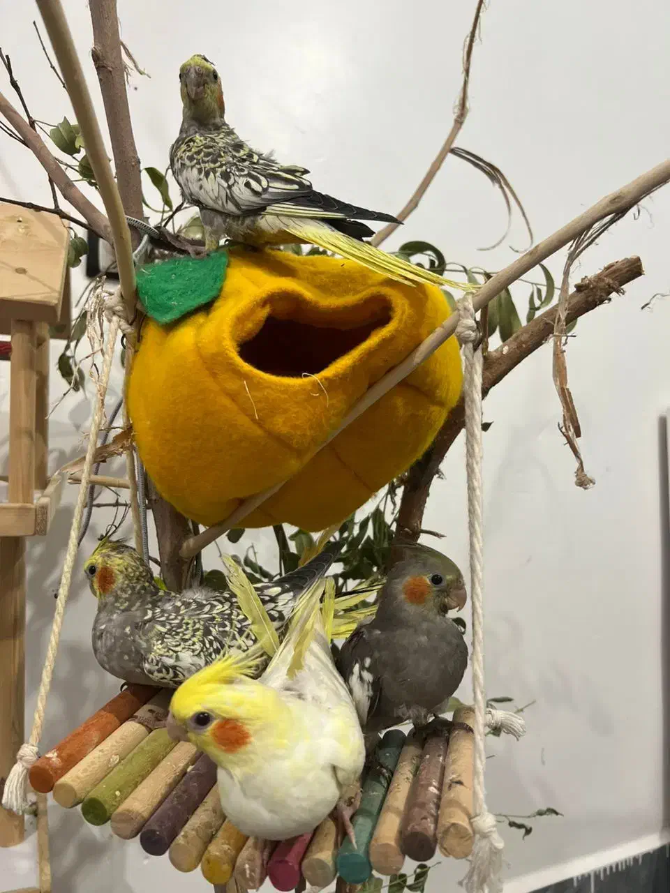 جوجه عروس هلندی|پرنده|دهلران, |دیوار