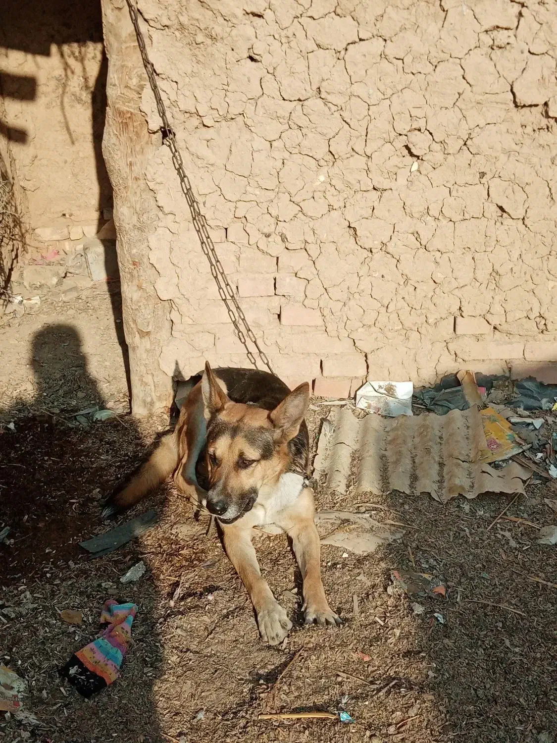 سگ شیانلو|سگ|قلعه نو, |دیوار