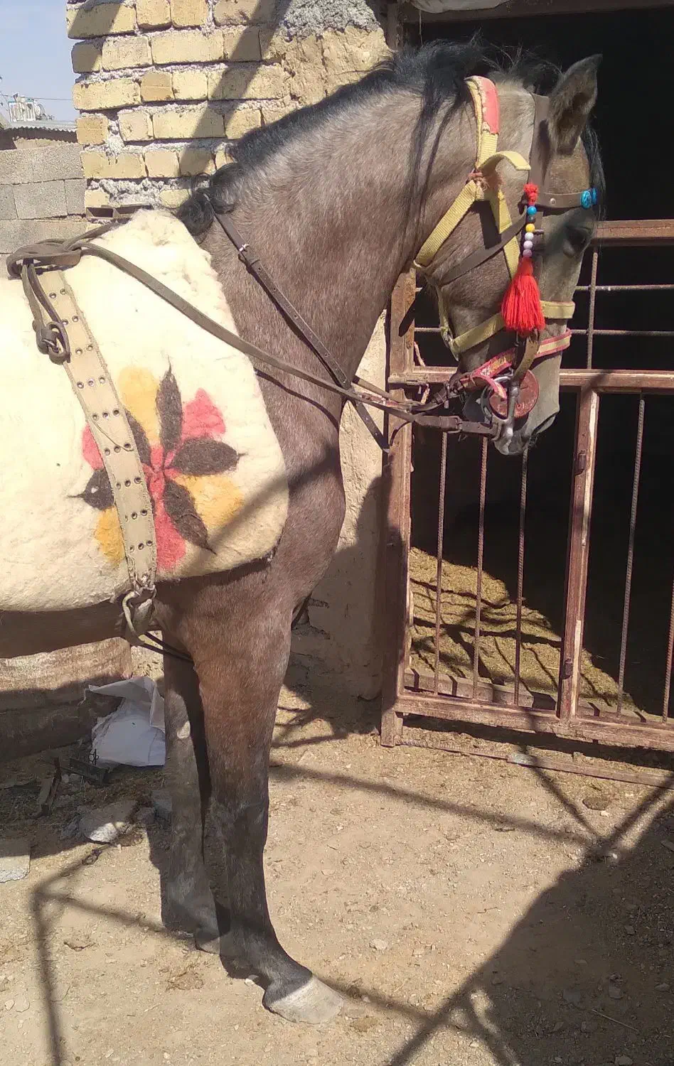 کره مادیان|اسب و تجهیزات اسب‌سواری|ساروق, |دیوار