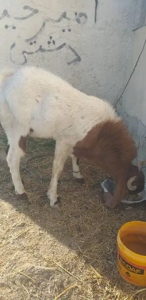 فروش گوسفند|حیوانات مزرعه|ایرانشهر, |دیوار