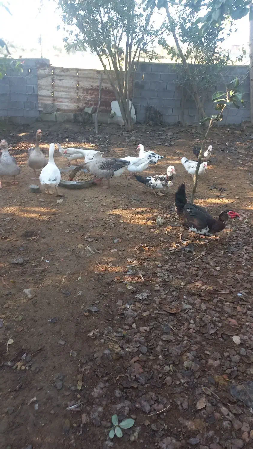 ۵ عدد غاز بالغ|حیوانات مزرعه|زرگرشهر, |دیوار