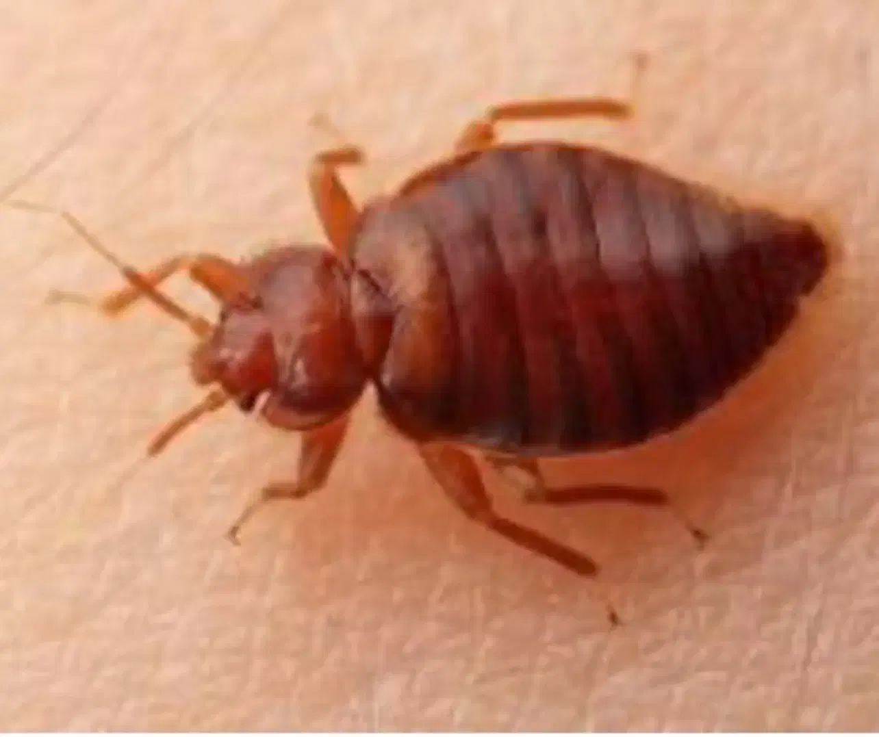 سم پاشی ساس سوسک موش (سمپاشی با ضمانت کتبی)|خدمات نظافت|تهران, افسریه جنوبی|دیوار