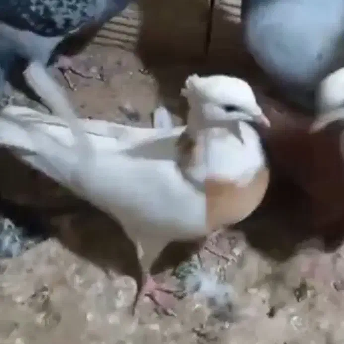 کبوتر طوقی زرد گمشده|حیوانات|مبارکه, |دیوار