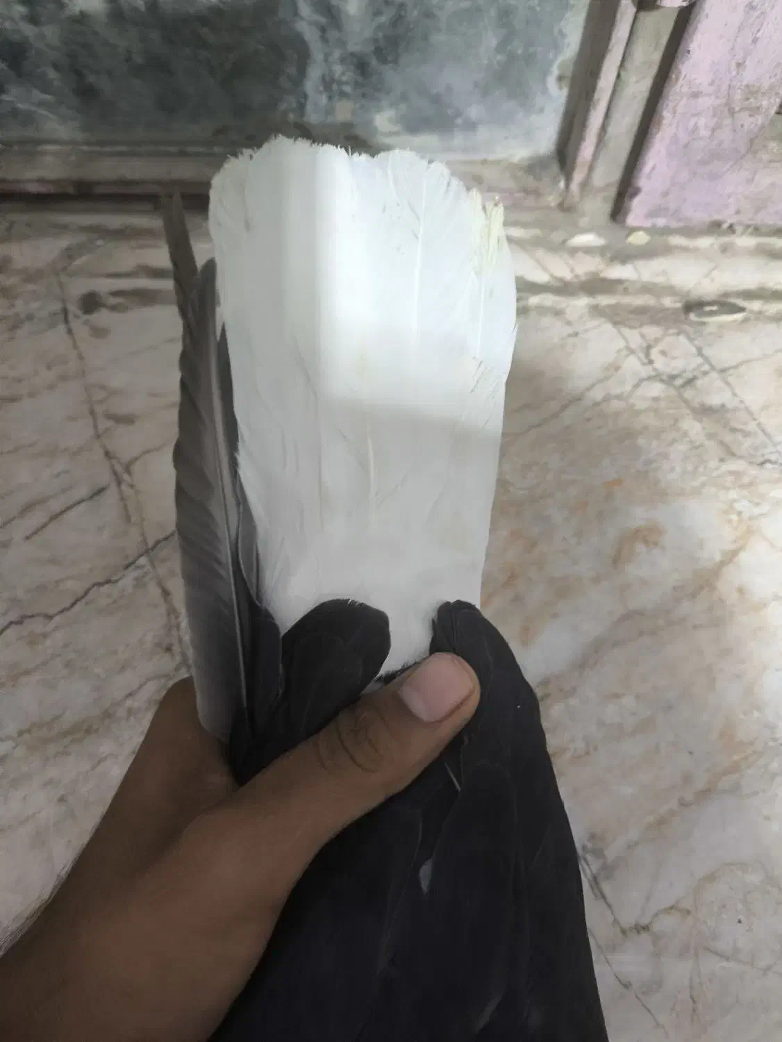 کفتر زاغ دم سفید|پرنده|ایرانشهر, |دیوار