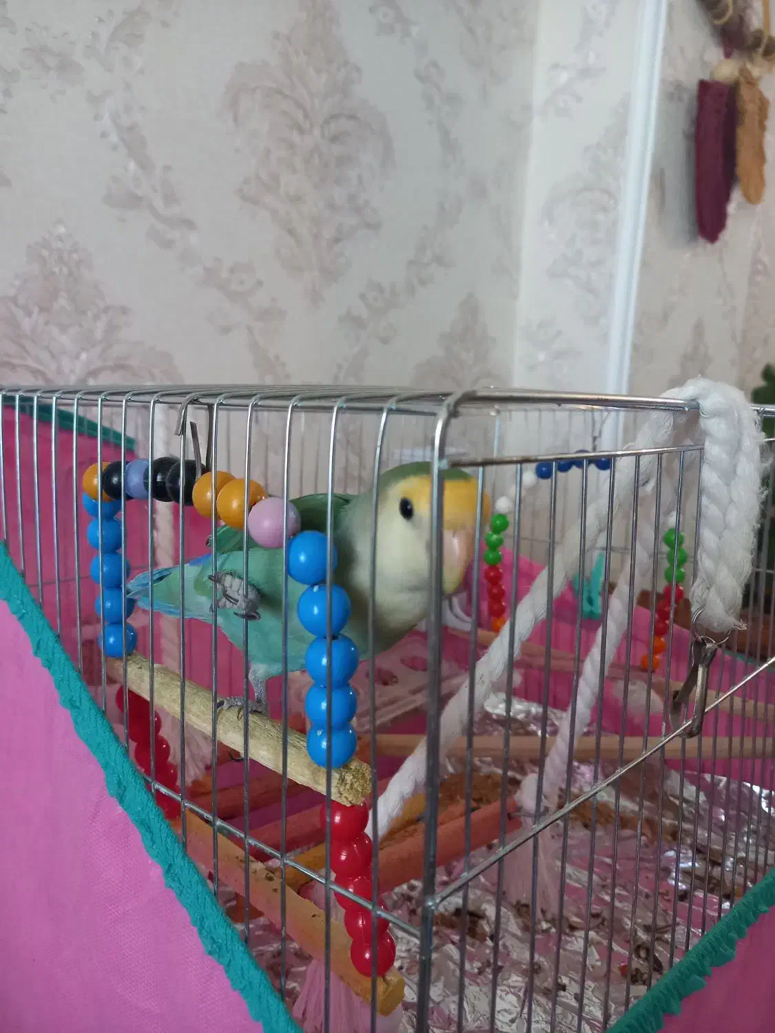 کوتوله برزیلی|پرنده|مهاجران, |دیوار