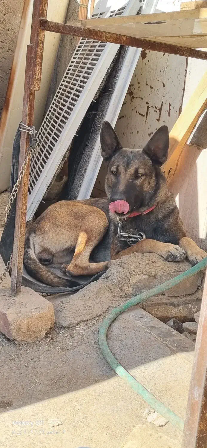 ماده مالینویز|سگ|کرمان, |دیوار