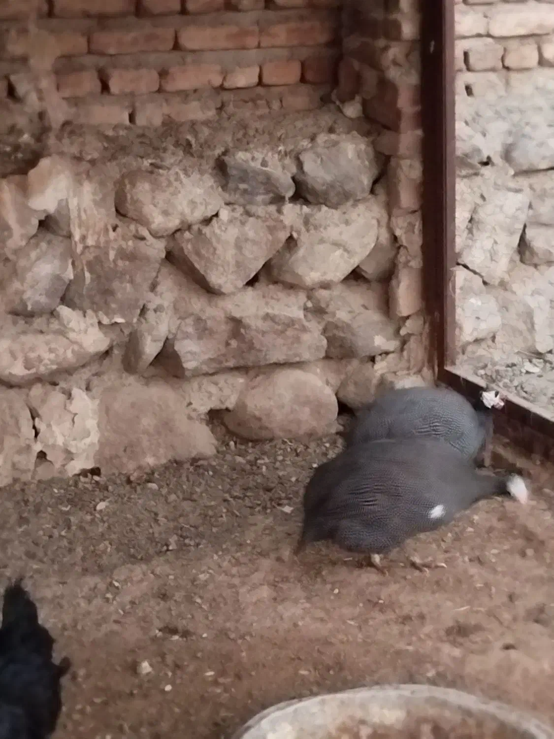 مرغ مصری|حیوانات مزرعه|خسروشاه, |دیوار