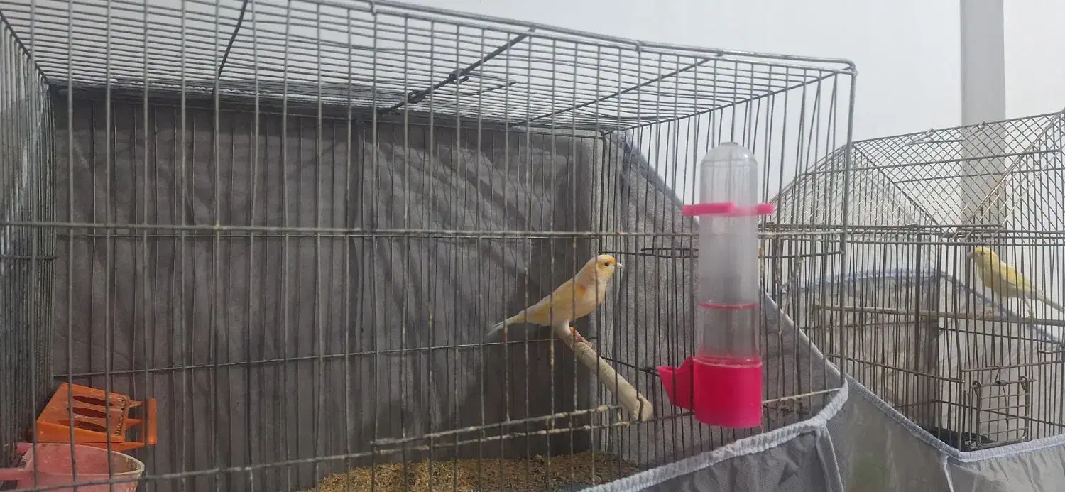 پرنده زینتی|پرنده|ابهر, |دیوار