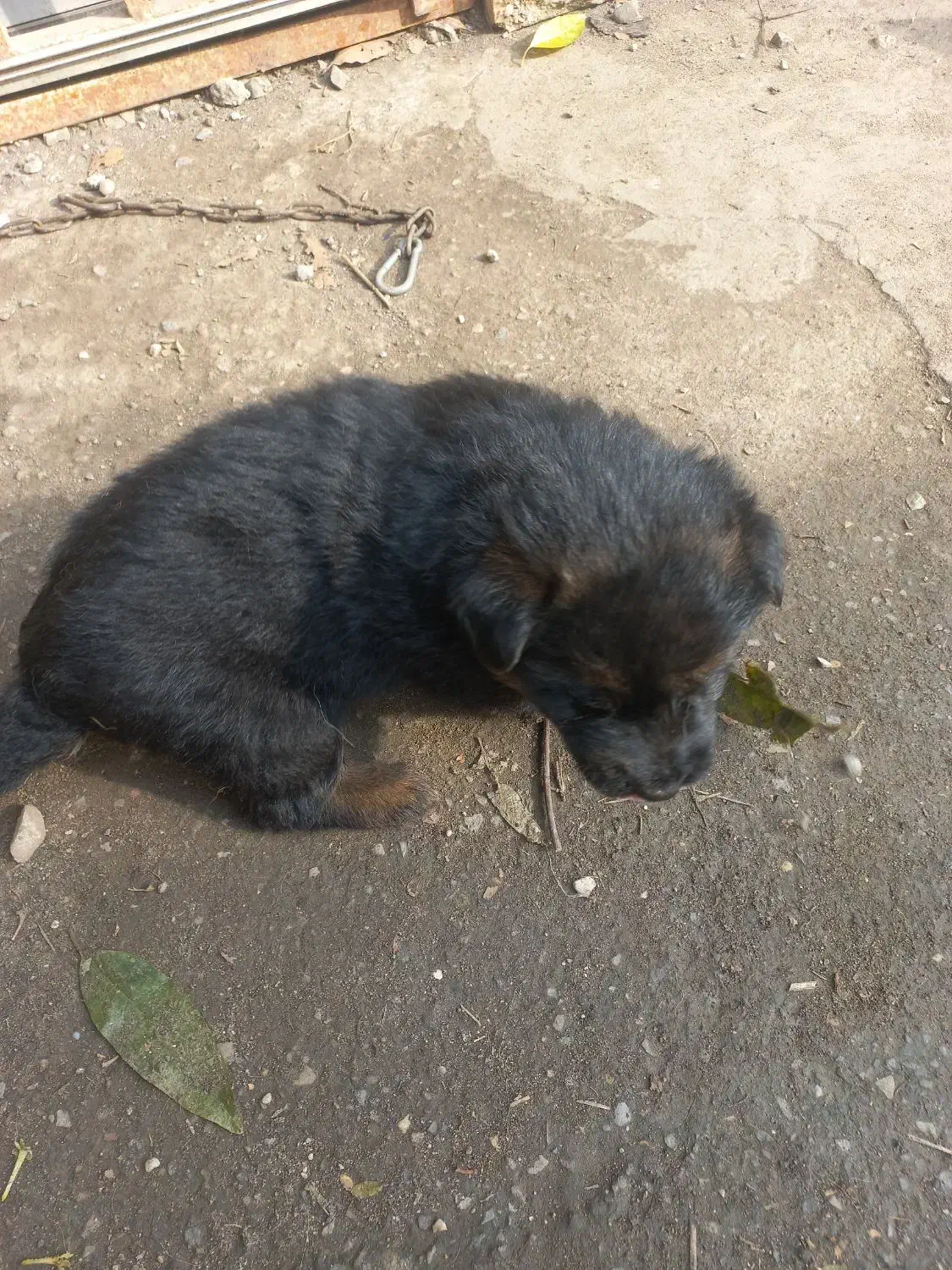 نژاد دار از نژادورک|سگ|نوشهر, |دیوار