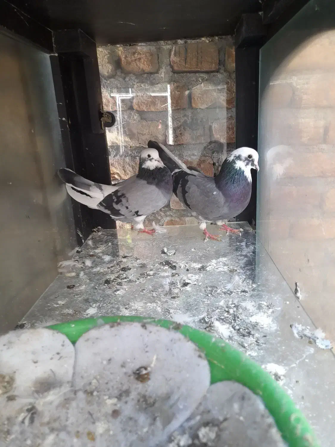 کبوتر شازده سبز|پرنده|نمین, |دیوار