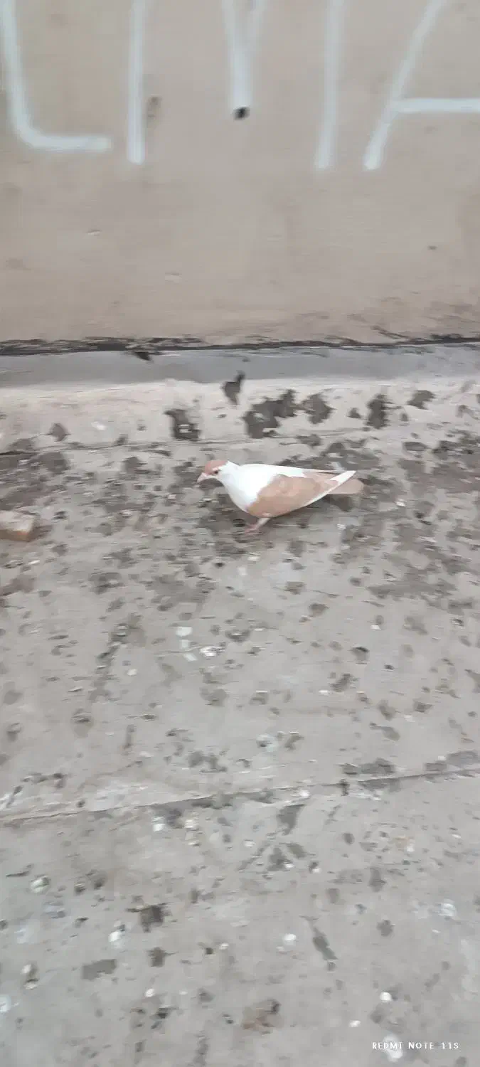 کبوتر|پرنده|اهواز, کوی پیروزی|دیوار