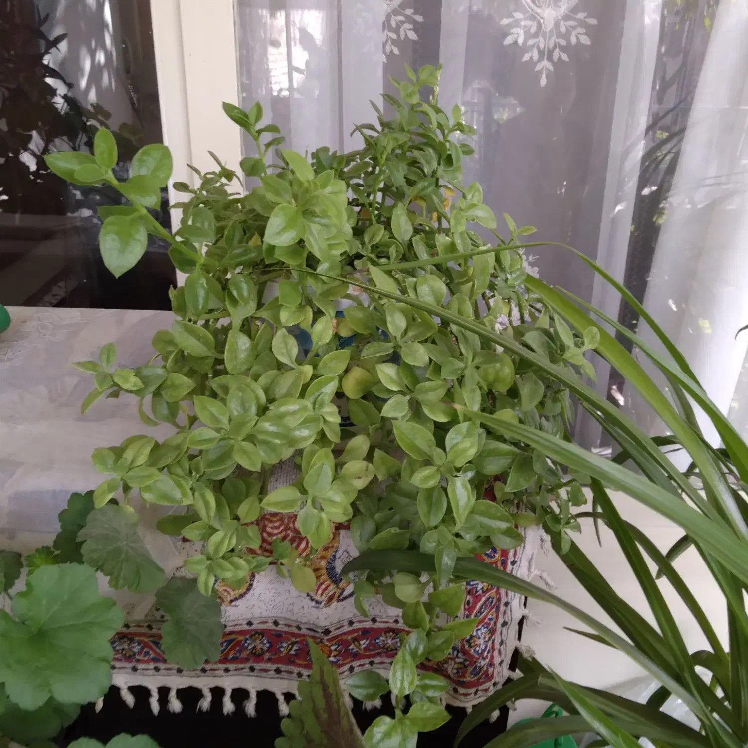 گل زیبا و سر زنده خانگی|گل و گیاه طبیعی|زنجان, |دیوار